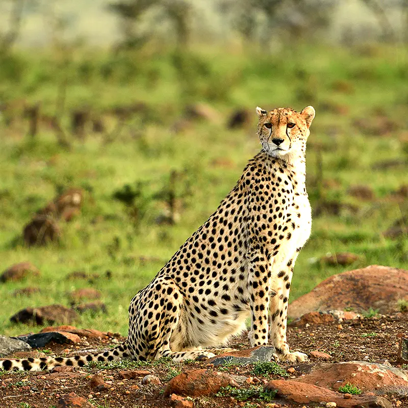 Maasai-mara