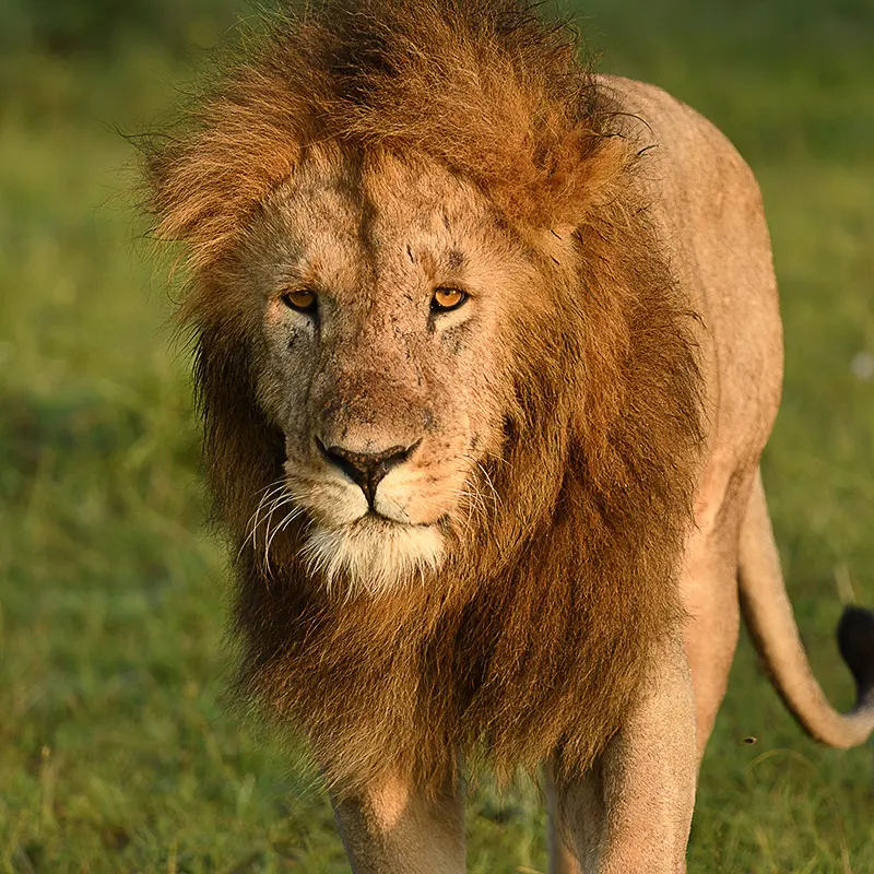 Maasai-mara