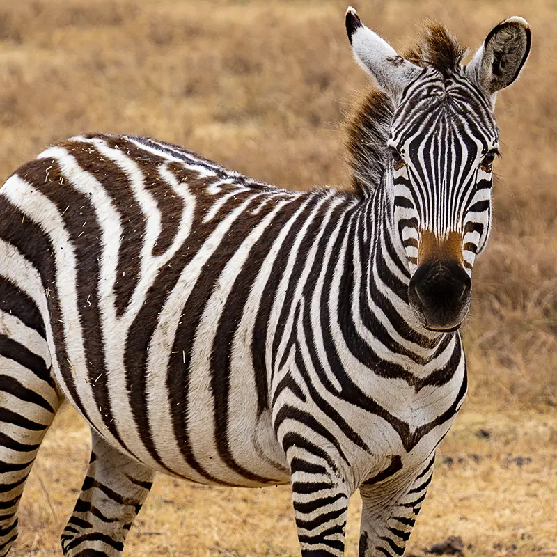 Serengeti